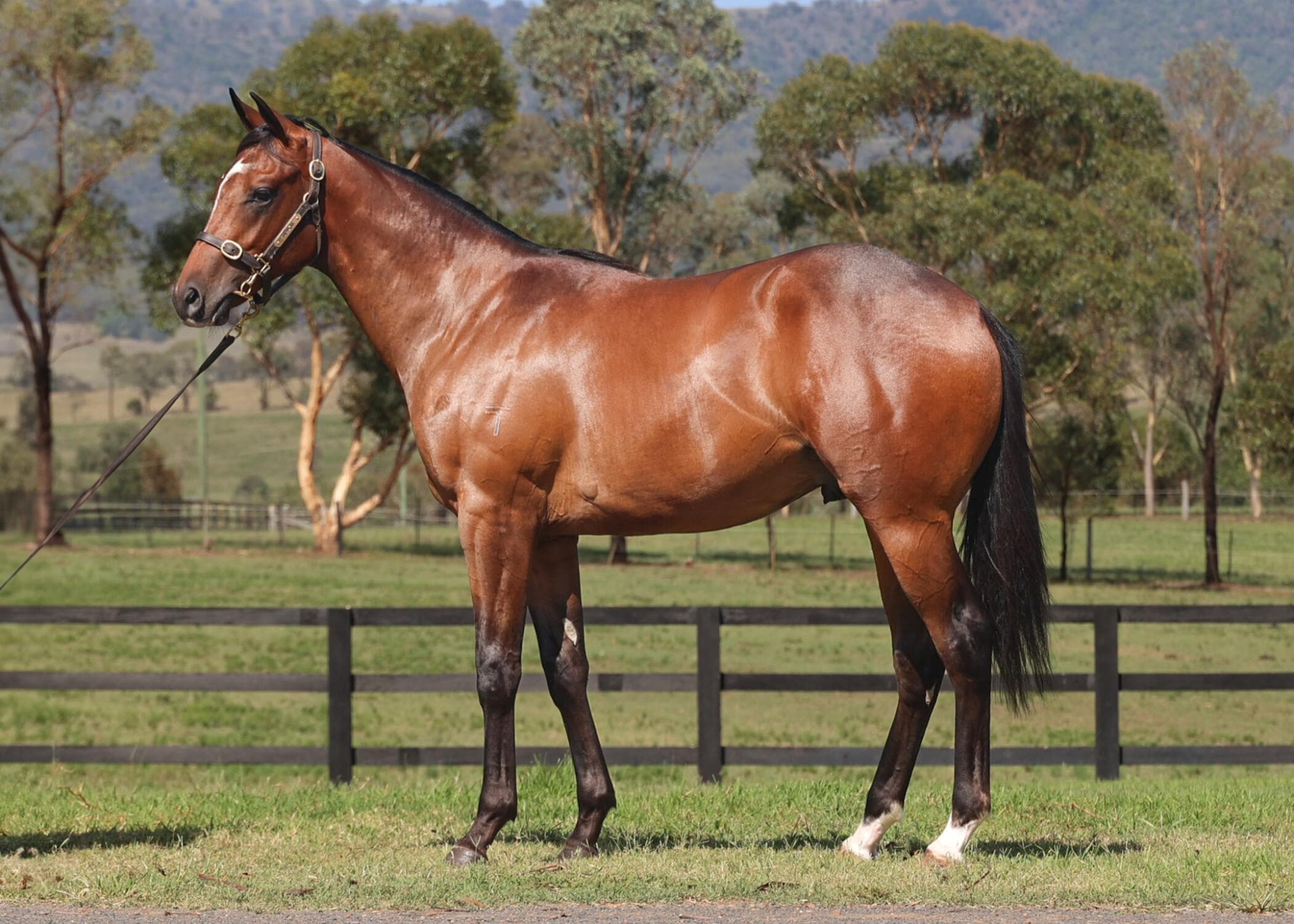 Trapeze Artist Colt